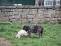 DSC_0017.jpg