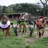 Sillas de ruedas para perros especiales