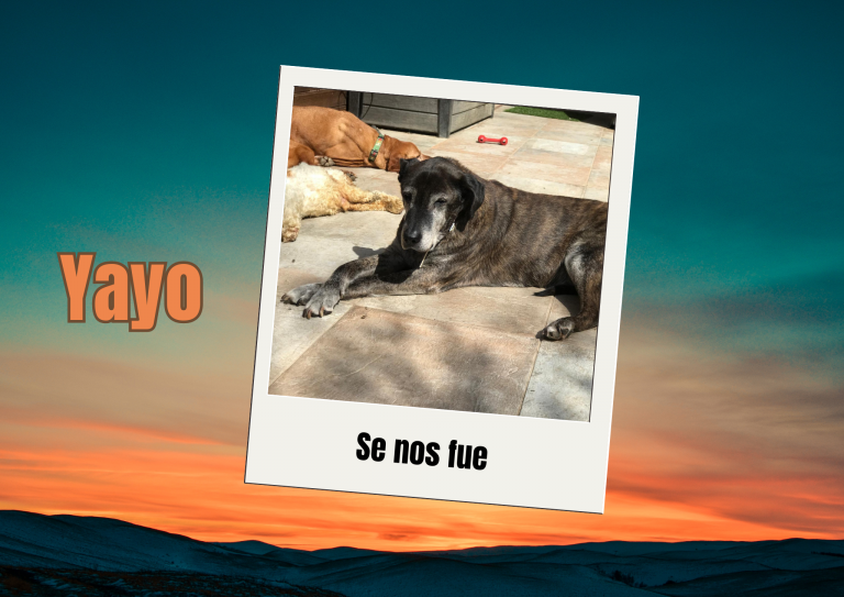 Bichos raros (6)