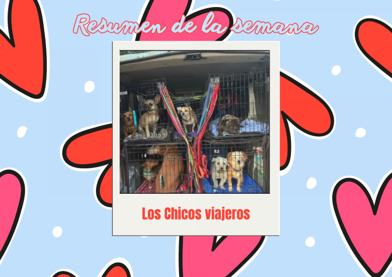 Bichos raros (16)