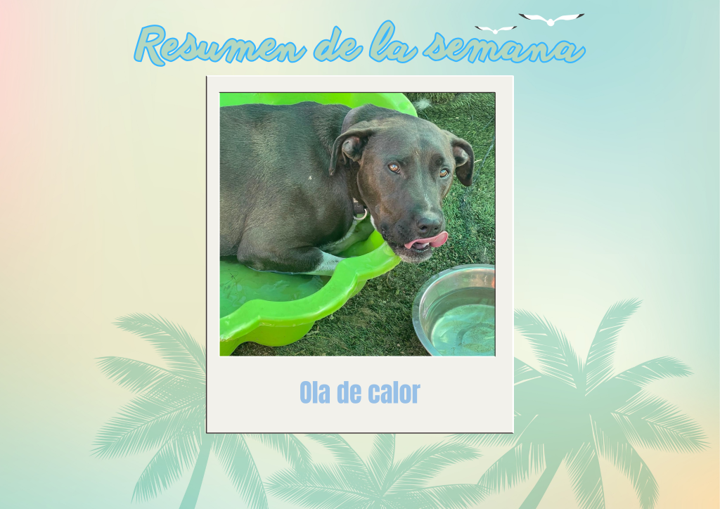 Bichos raros (20)
