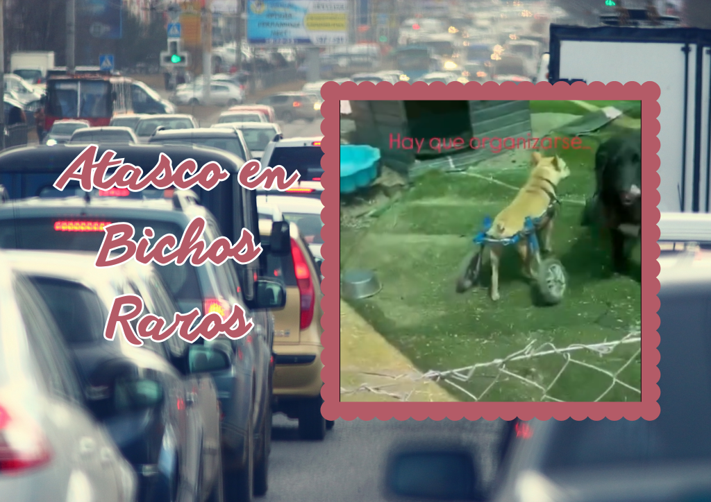 Bichos raros (24)
