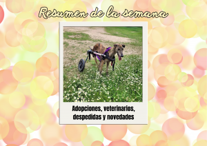 Bichos raros (1)