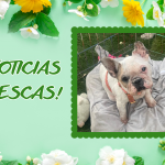 Bichos raros (25)