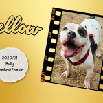 Bichos raros_20251022_152017_0000