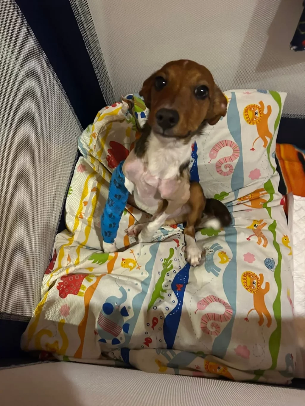 Este chiquiturri es #CANCHO. Estamos luchando por recuperar sus codos porque con sus cuatro mes (9)