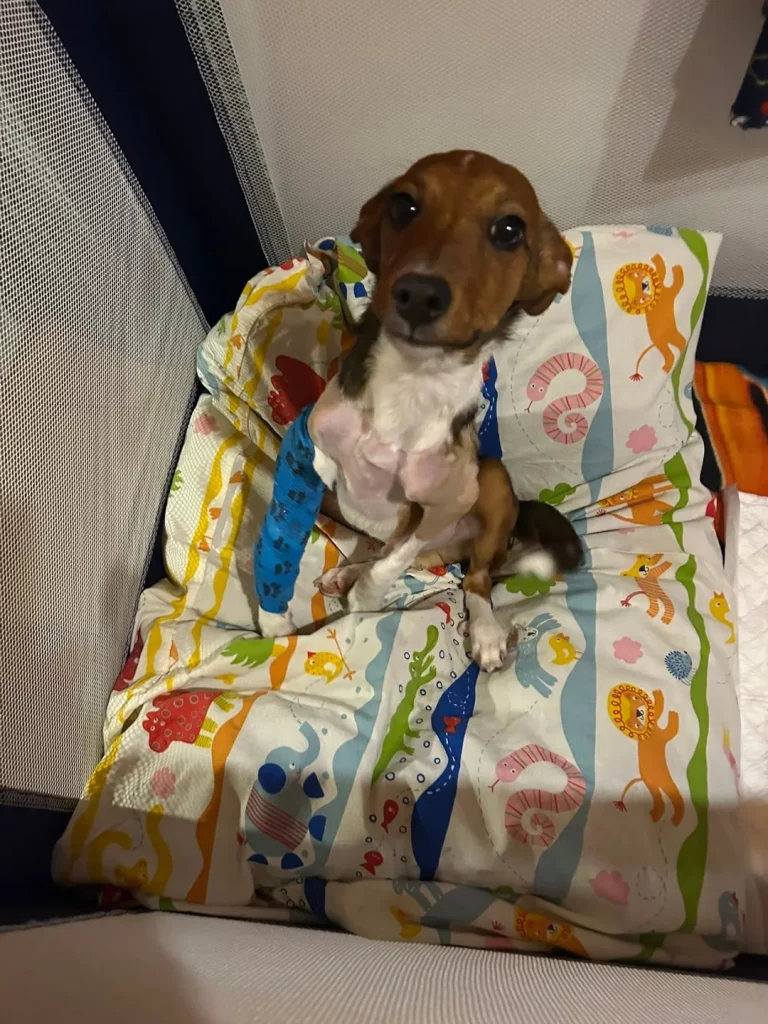 Este chiquiturri es #CANCHO. Estamos luchando por recuperar sus codos porque con sus cuatro mes (9)